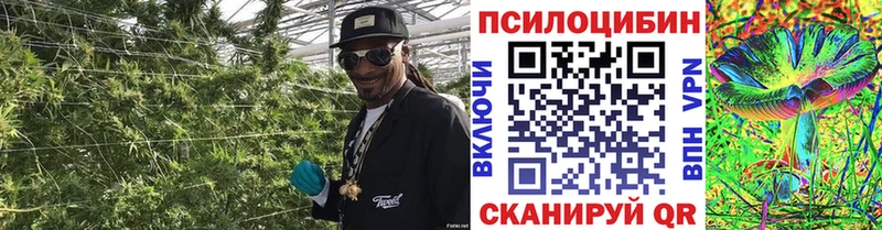 Псилоцибиновые грибы мицелий Невинномысск
